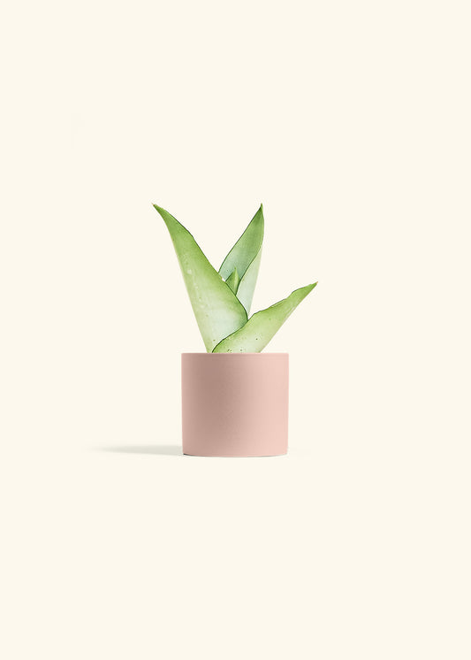 Moonshine Snake Plant in a 4 inches Pink Classic Cylinder Planter 