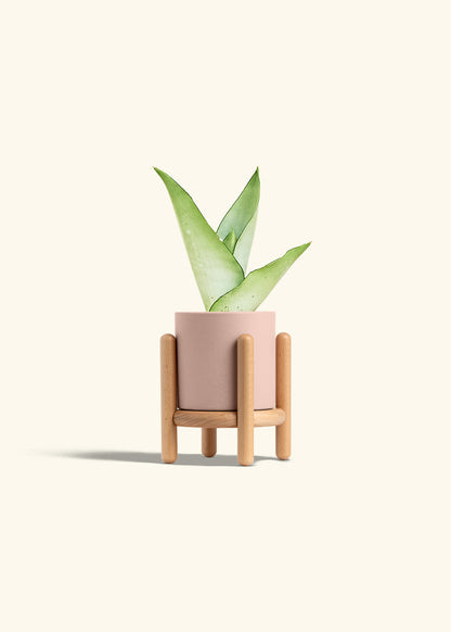 Moonshine Snake Plant in a 4 inches Pink Classic Cylinder Planter in a Beech Wood Stand