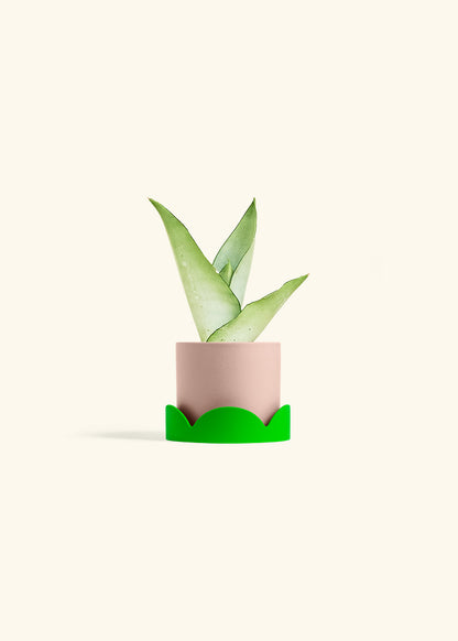 Moonshine Snake Plant in a 4 inches Pink Classic Cylinder Planter in a Shamrock Petal Drip Tray