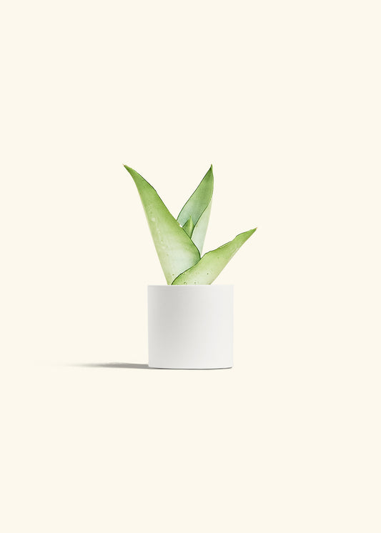 Moonshine Snake Plant in a 4 inches White Classic Cylinder Planter 