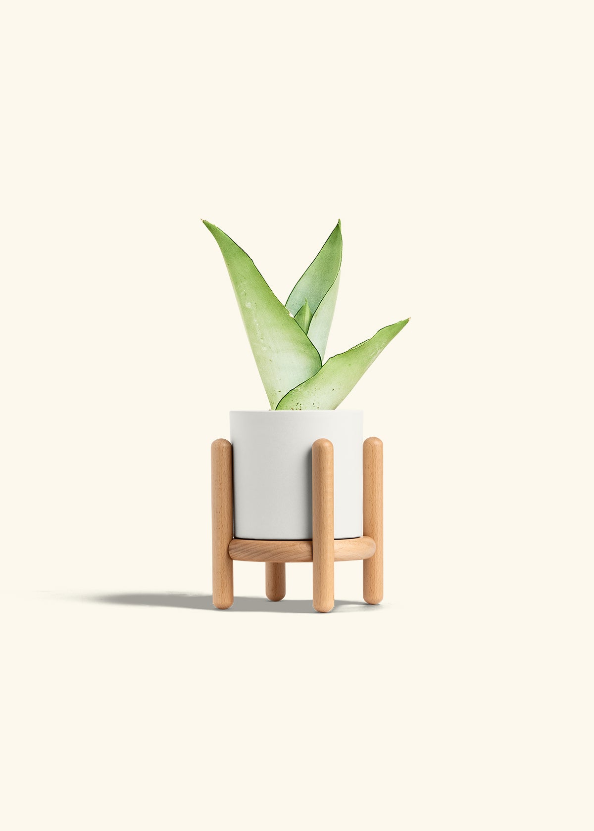 Moonshine Snake Plant in a 4 inches White Classic Cylinder Planter in a Beech Wood Stand