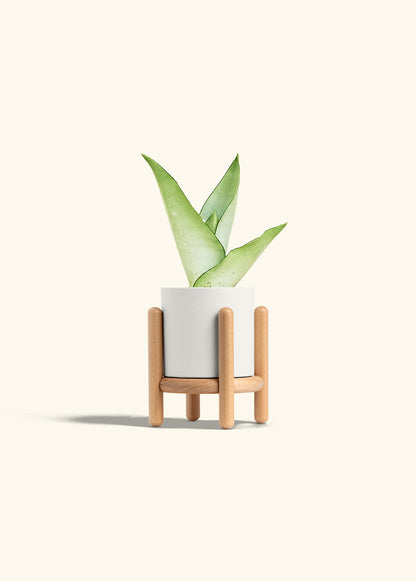 Moonshine Snake Plant in a 4 inches White Classic Cylinder Planter in a Beech Wood Stand