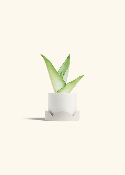 Moonshine Snake Plant in a 4 inches White Classic Cylinder Planter in a Oat Petal Drip Tray