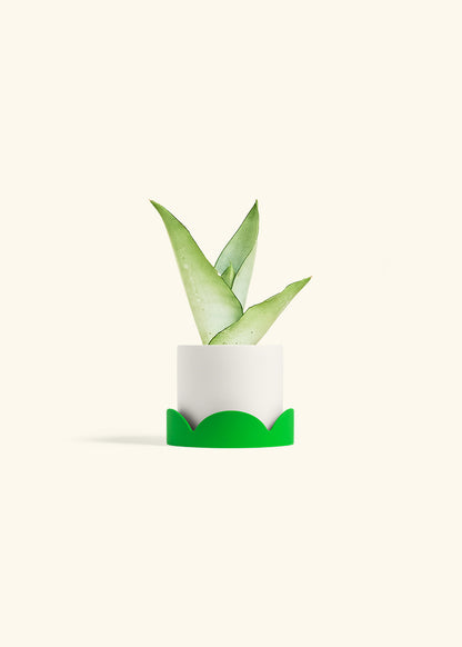 Moonshine Snake Plant in a 4 inches White Classic Cylinder Planter in a Shamrock Petal Drip Tray