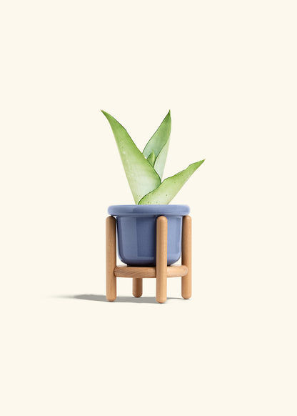 Moonshine Snake Plant in a 4 inches Fat Lip Blue Planter in a Beech Wood Stand