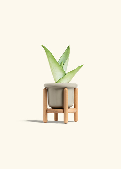 Moonshine Snake Plant in a 4 inches Fat Lip Oat Planter in a Beech Wood Stand