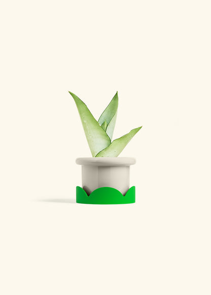 Moonshine Snake Plant in a 4 inches Fat Lip Oat Planter in a Shamrock Petal Drip Tray