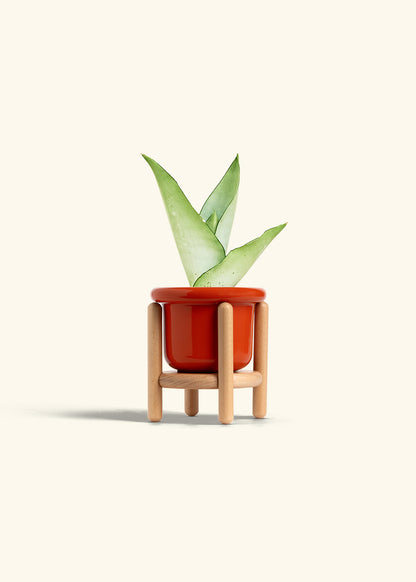 Moonshine Snake Plant in a 4 inches Fat Lip Red Planter in a Beech Wood Stand