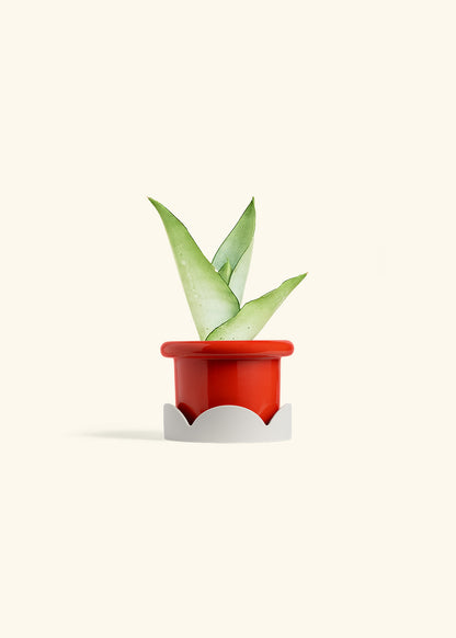 Moonshine Snake Plant in a 4 inches Fat Lip Red Planter in a Oat Petal Drip Tray