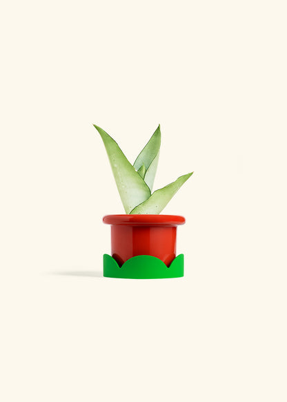 Moonshine Snake Plant in a 4 inches Fat Lip Red Planter in a Shamrock Petal Drip Tray