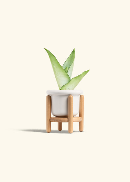 Moonshine Snake Plant in a 4 inches Fat Lip White Planter in a Beech Wood Stand