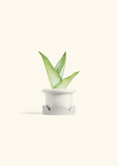 Moonshine Snake Plant in a 4 inches Fat Lip White Planter in a Oat Petal Drip Tray