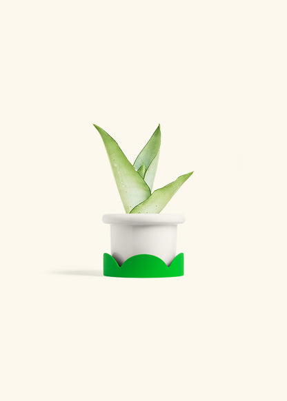 Moonshine Snake Plant in a 4 inches Fat Lip White Planter in a Shamrock Petal Drip Tray