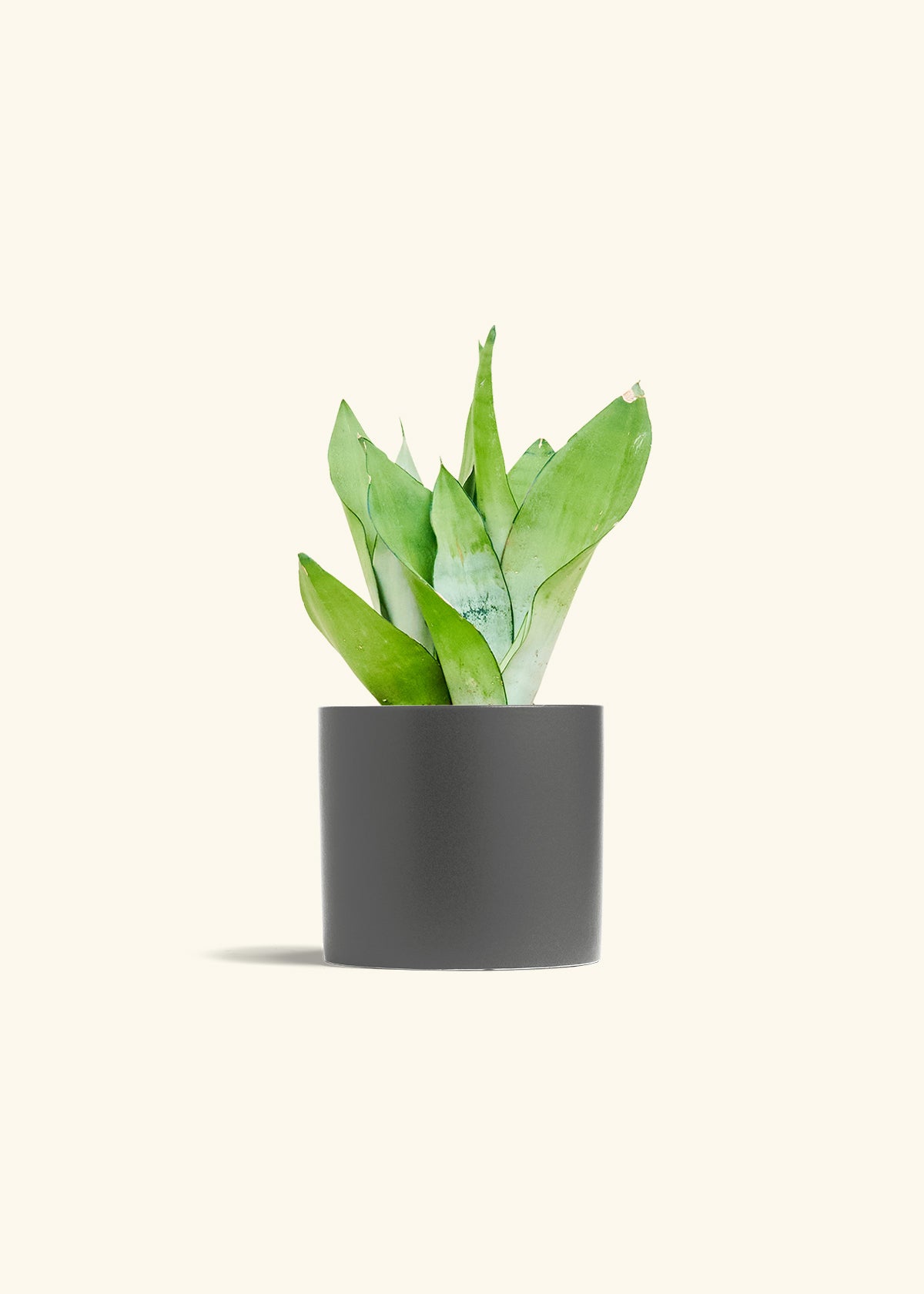 Moonshine Snake Plant in a 6 inches Charcoal Classic Cylinder Planter 