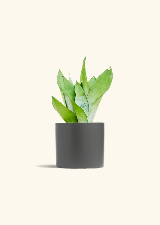 Moonshine Snake Plant in a 6 inches Charcoal Classic Cylinder Planter 