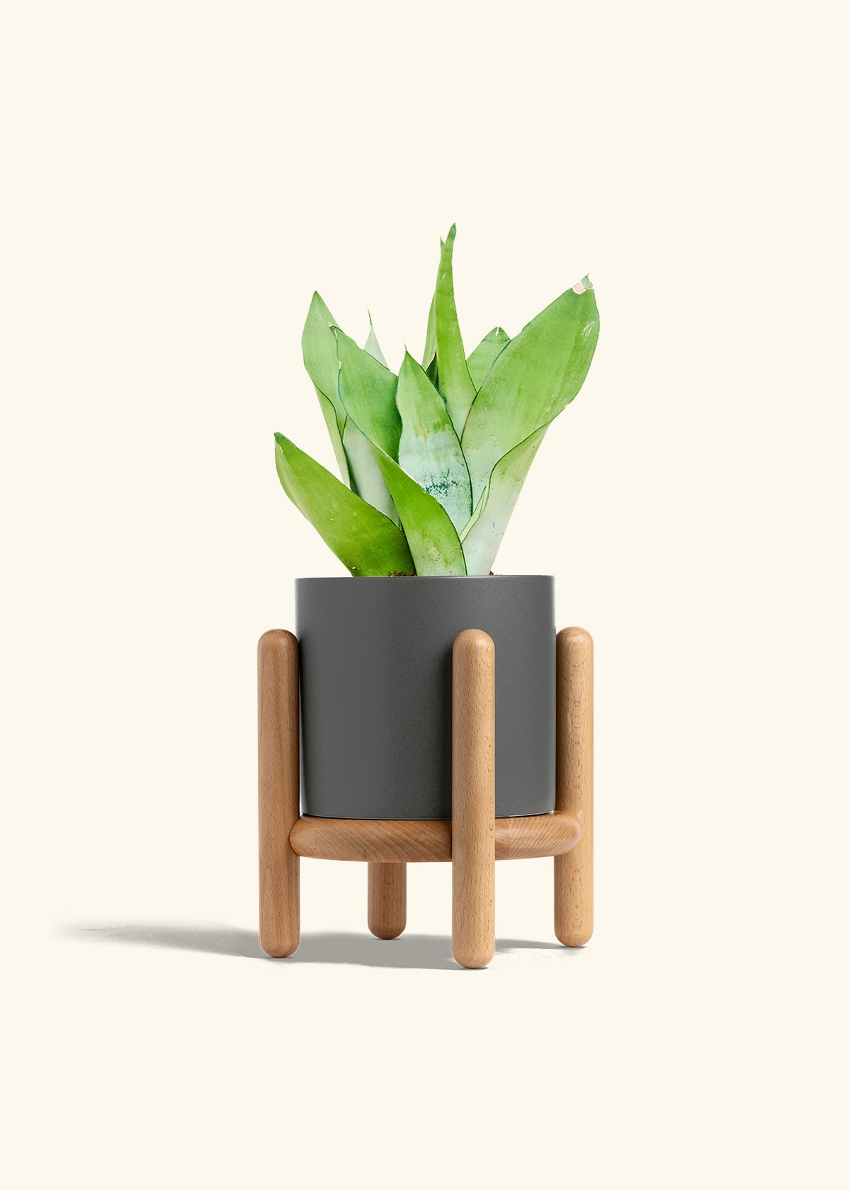 Moonshine Snake Plant in a 6 inches Charcoal Classic Cylinder Planter in a Beech Wood Stand