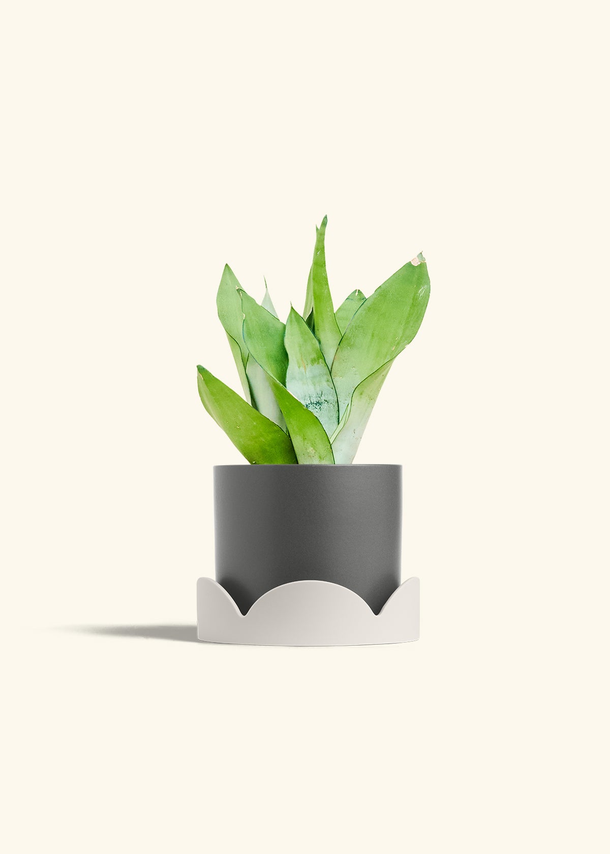 Moonshine Snake Plant in a 6 inches Charcoal Classic Cylinder Planter in a Oat Petal Drip Tray