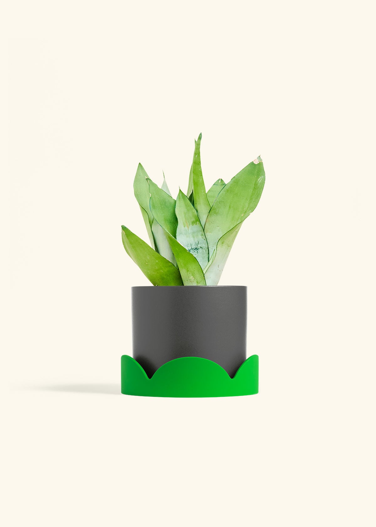 Moonshine Snake Plant in a 6 inches Charcoal Classic Cylinder Planter in a Shamrock Petal Drip Tray