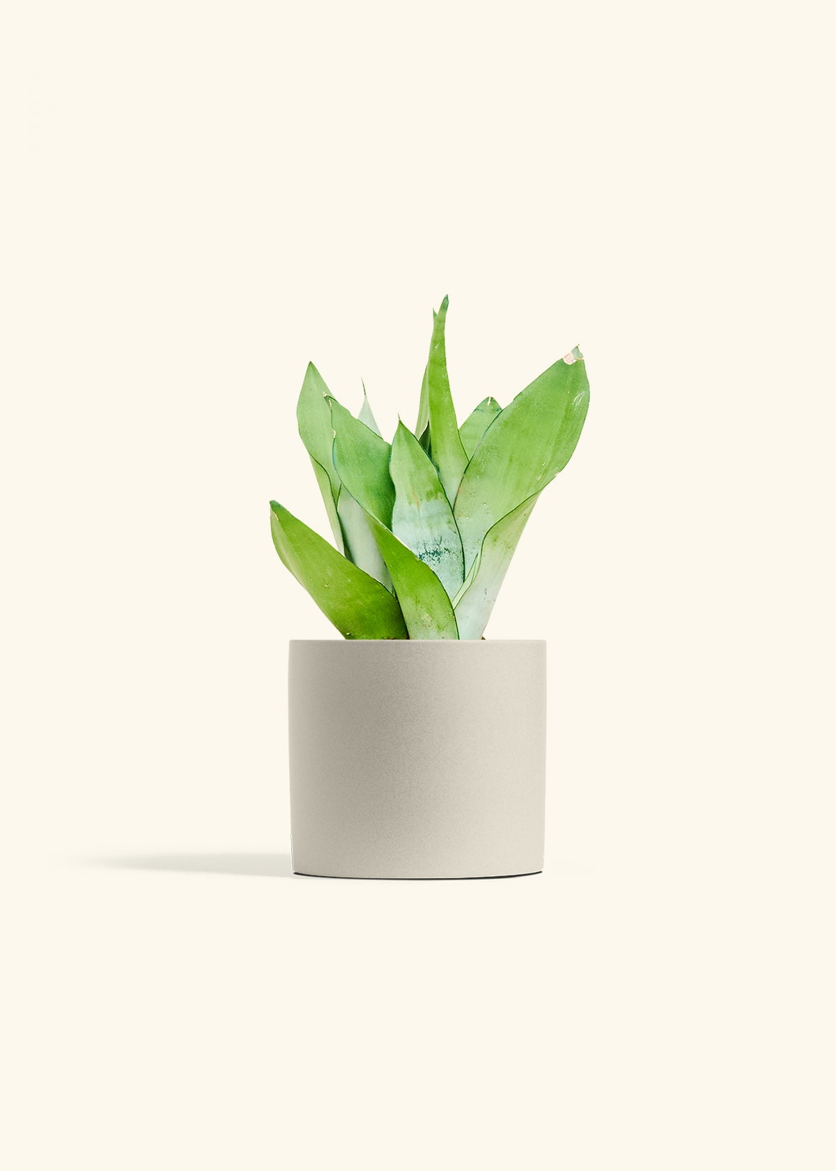 moonshine snake plant for sale Moonshine Snake Plant – Hey Rooted