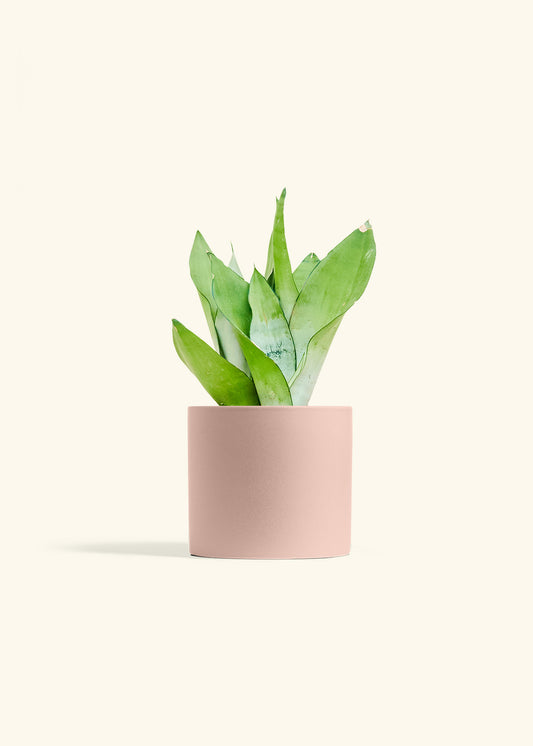 Moonshine Snake Plant in a 6 inches Pink Classic Cylinder Planter 