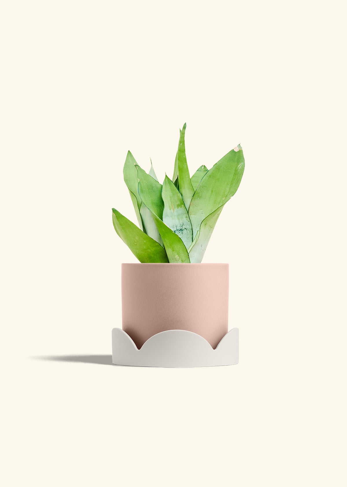 Moonshine Snake Plant in a 6 inches Pink Classic Cylinder Planter in a Oat Petal Drip Tray