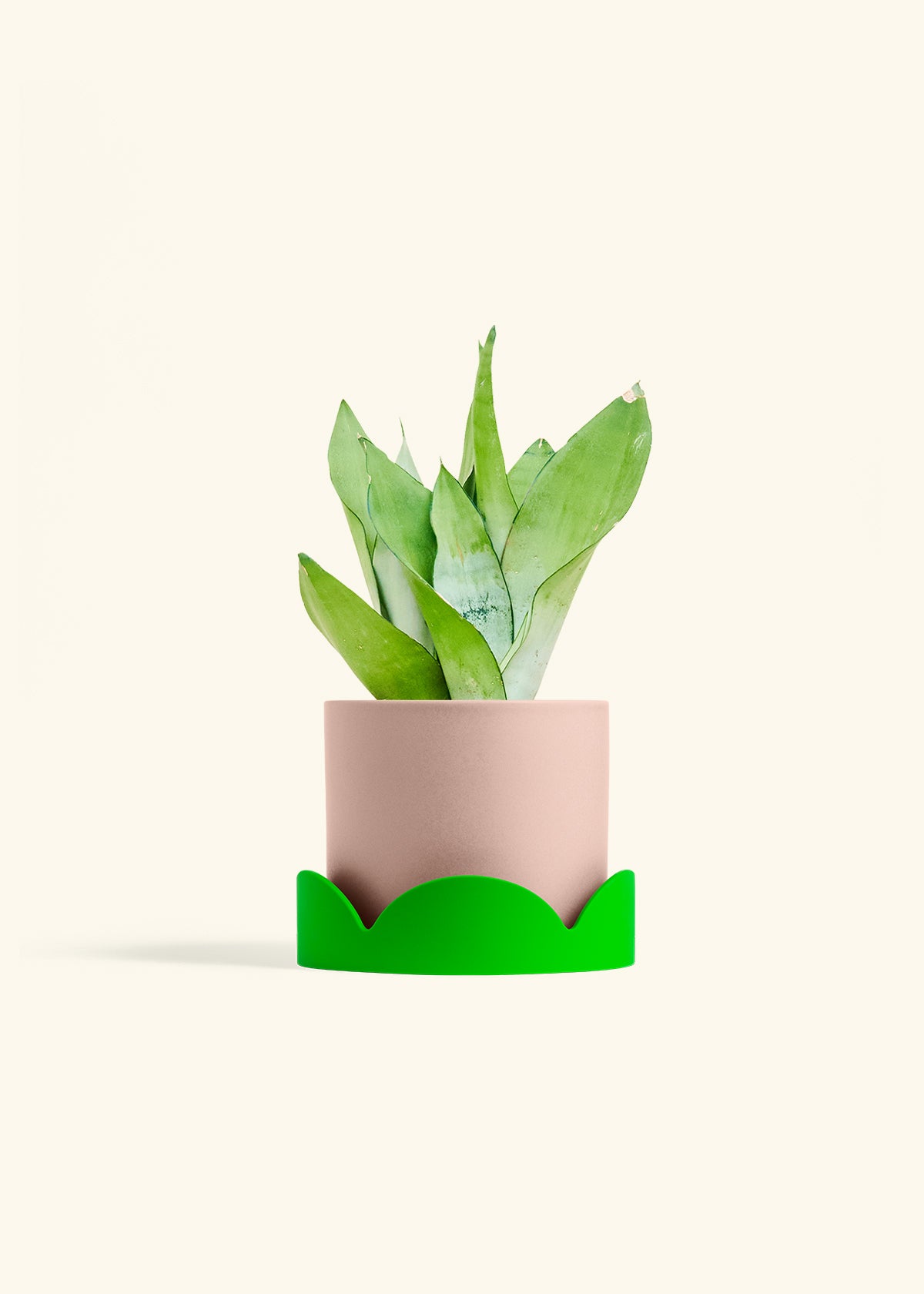 Moonshine Snake Plant in a 6 inches Pink Classic Cylinder Planter in a Shamrock Petal Drip Tray