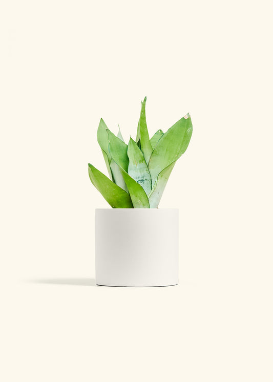 Moonshine Snake Plant in a 6 inches White Classic Cylinder Planter 