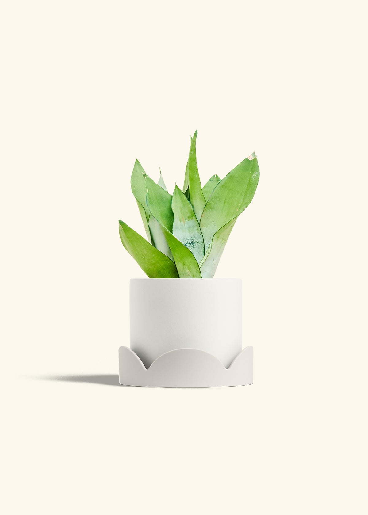 Moonshine Snake Plant in a 6 inches White Classic Cylinder Planter in a Oat Petal Drip Tray