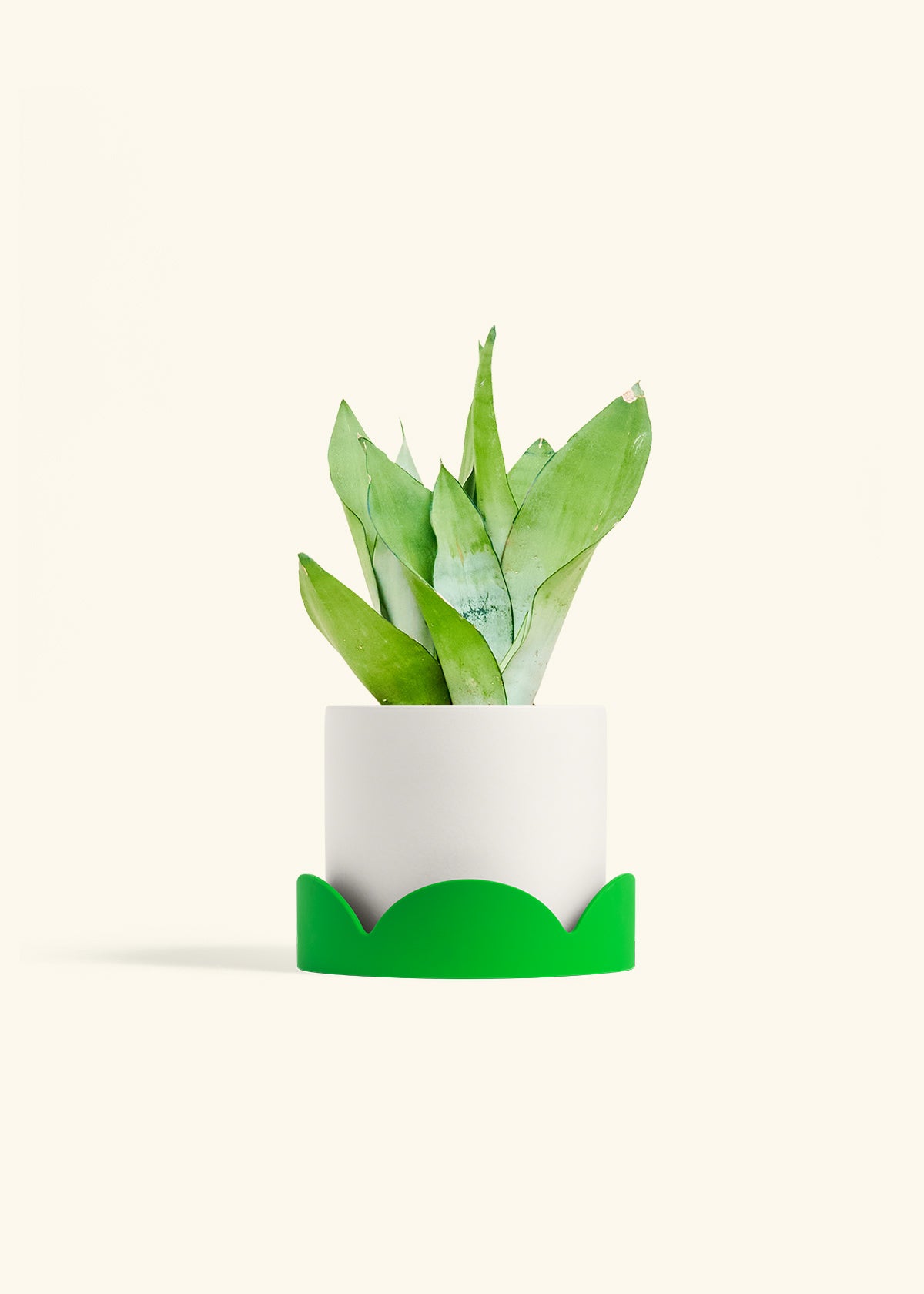 Moonshine Snake Plant in a 6 inches White Classic Cylinder Planter in a Shamrock Petal Drip Tray
