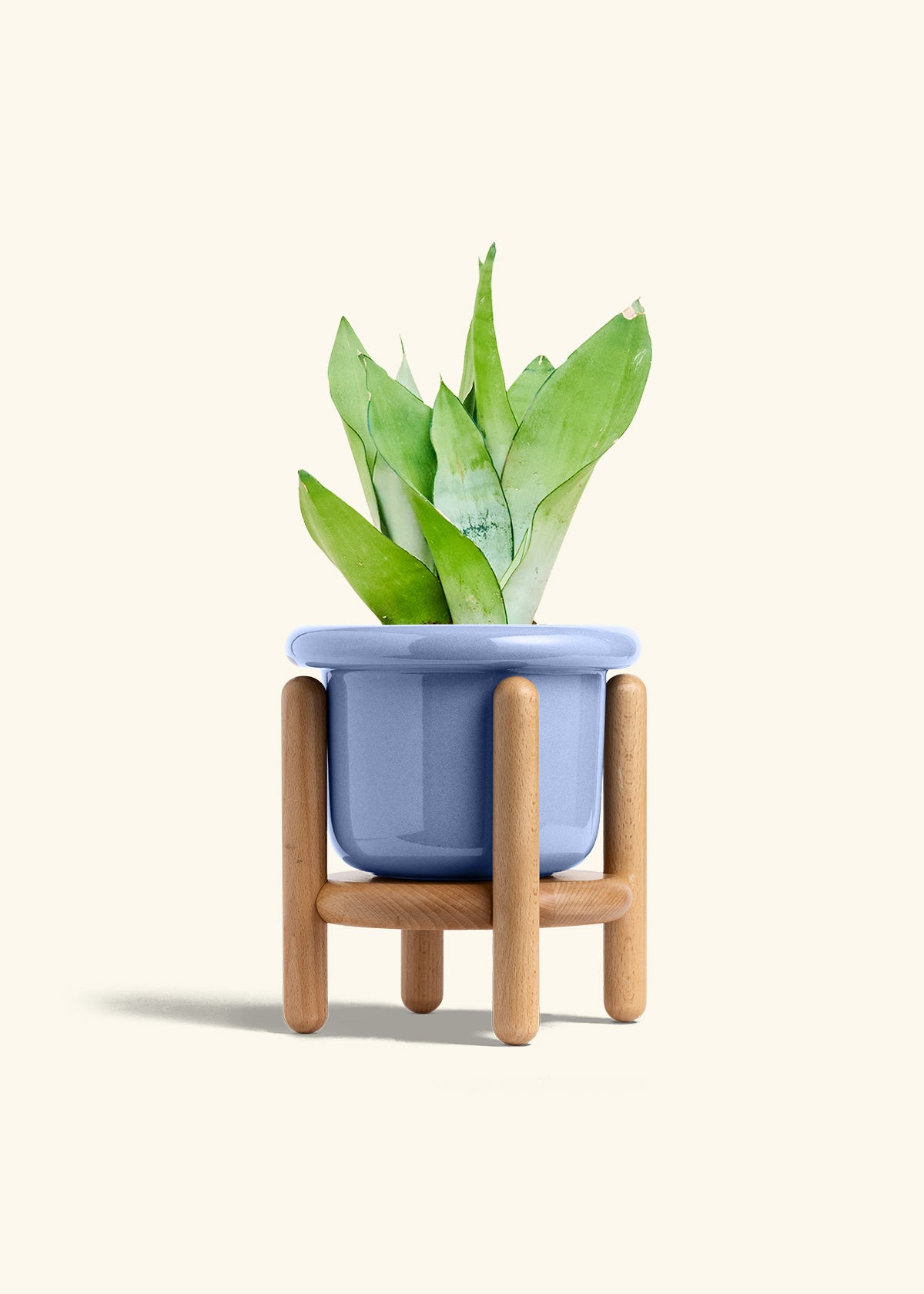 Moonshine Snake Plant in a 6 inches Fat Lip Blue Planter in a Beech Wood Stand