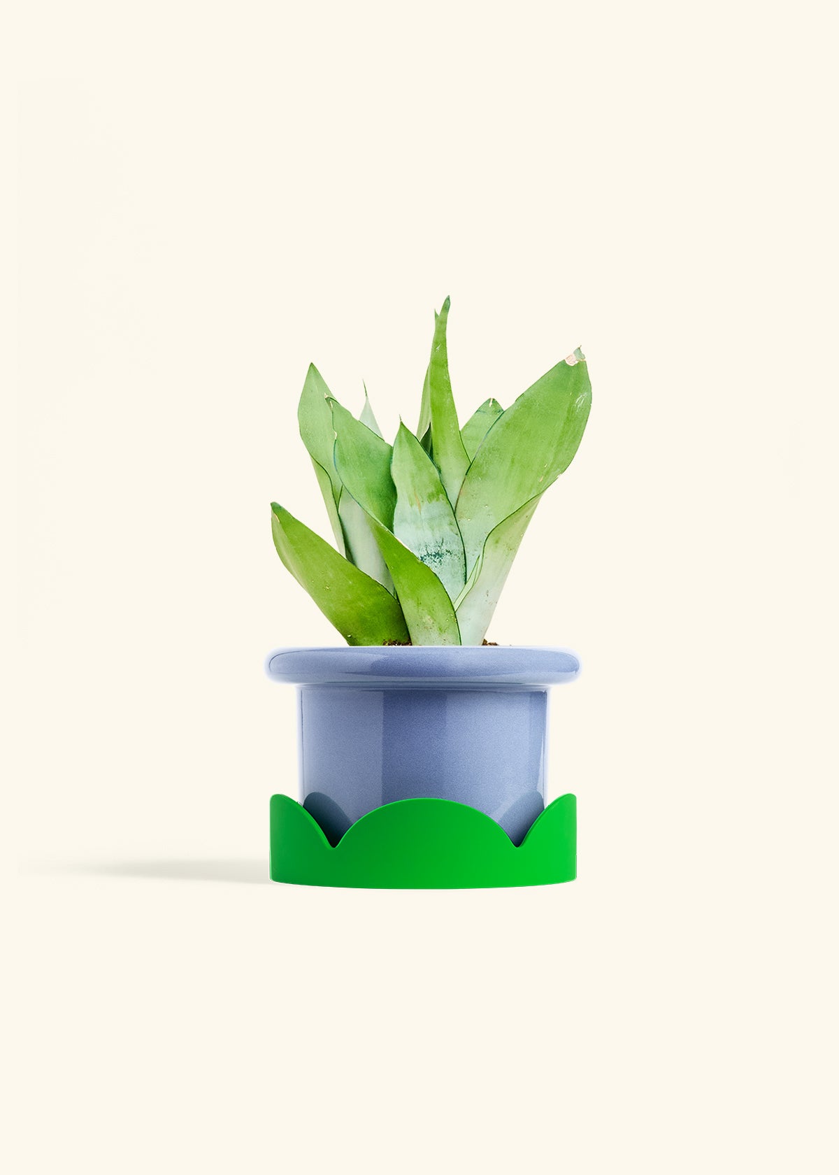 Moonshine Snake Plant in a 6 inches Fat Lip Blue Planter in a Shamrock Petal Drip Tray