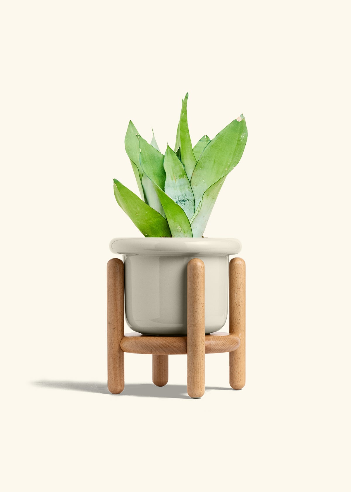 Moonshine Snake Plant in a 6 inches Fat Lip Oat Planter in a Beech Wood Stand