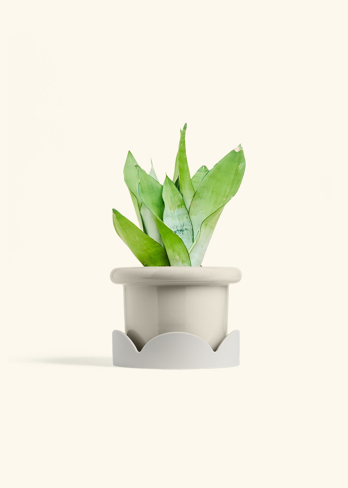 Moonshine Snake Plant in a 6 inches Fat Lip Oat Planter in a Oat Petal Drip Tray