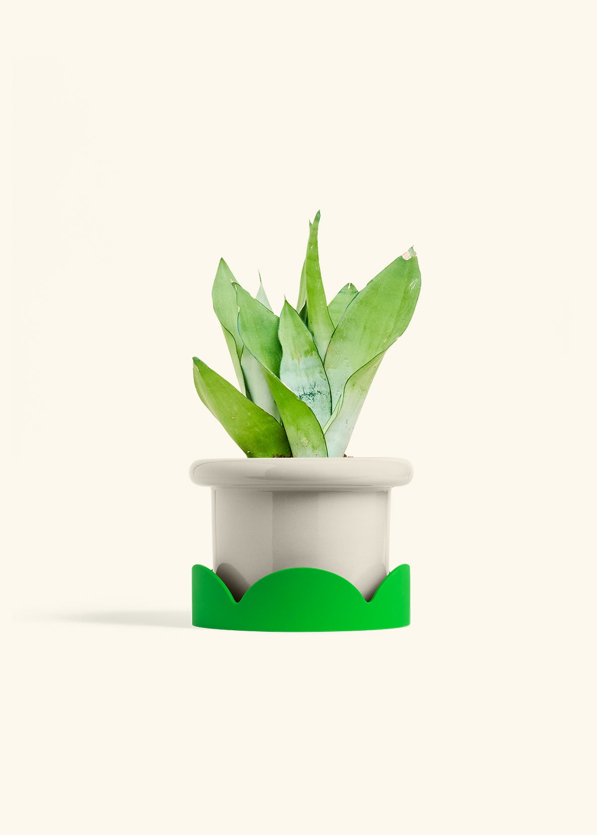 Moonshine Snake Plant in a 6 inches Fat Lip Oat Planter in a Shamrock Petal Drip Tray