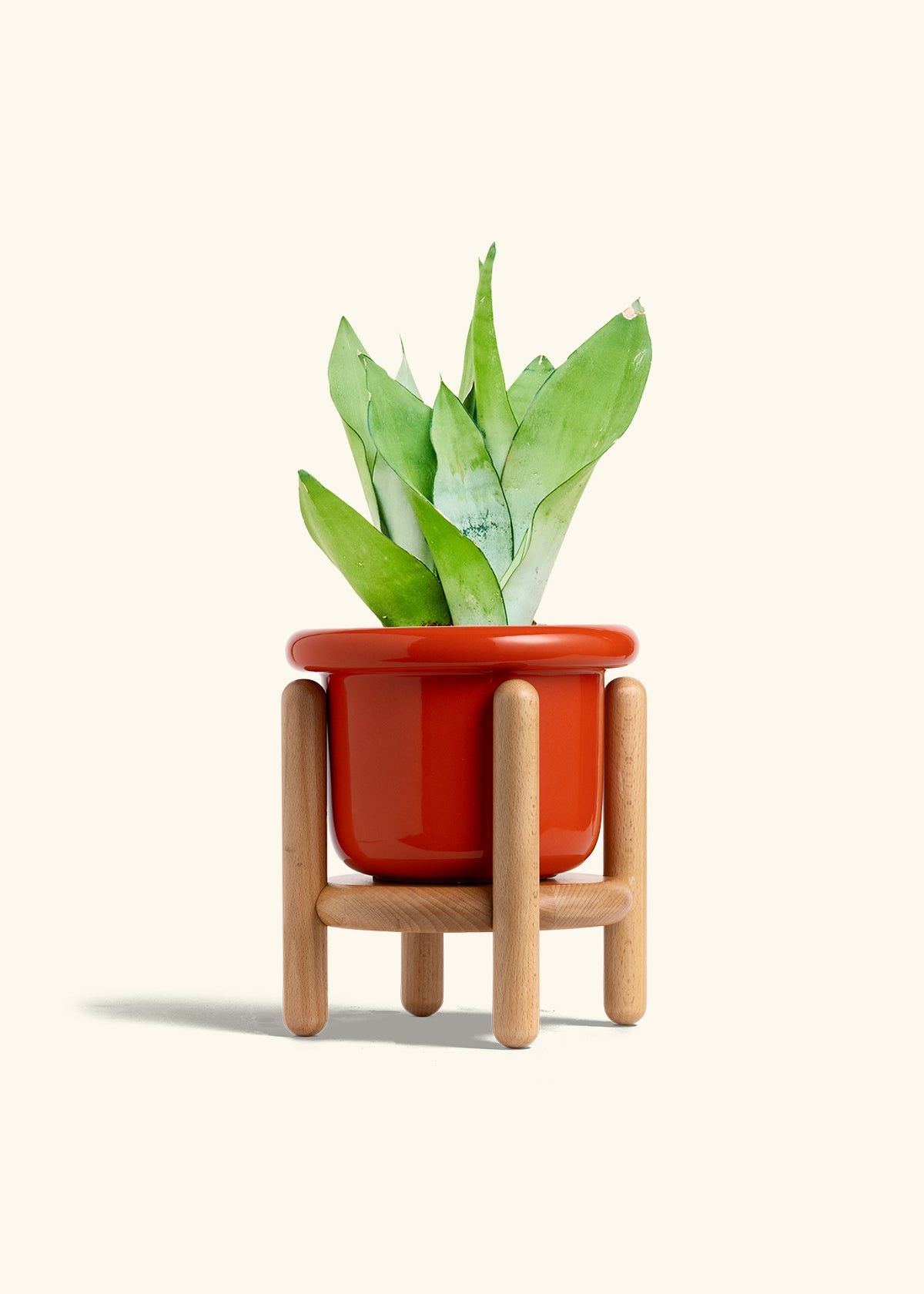 Moonshine Snake Plant in a 6 inches Fat Lip Red Planter in a Beech Wood Stand