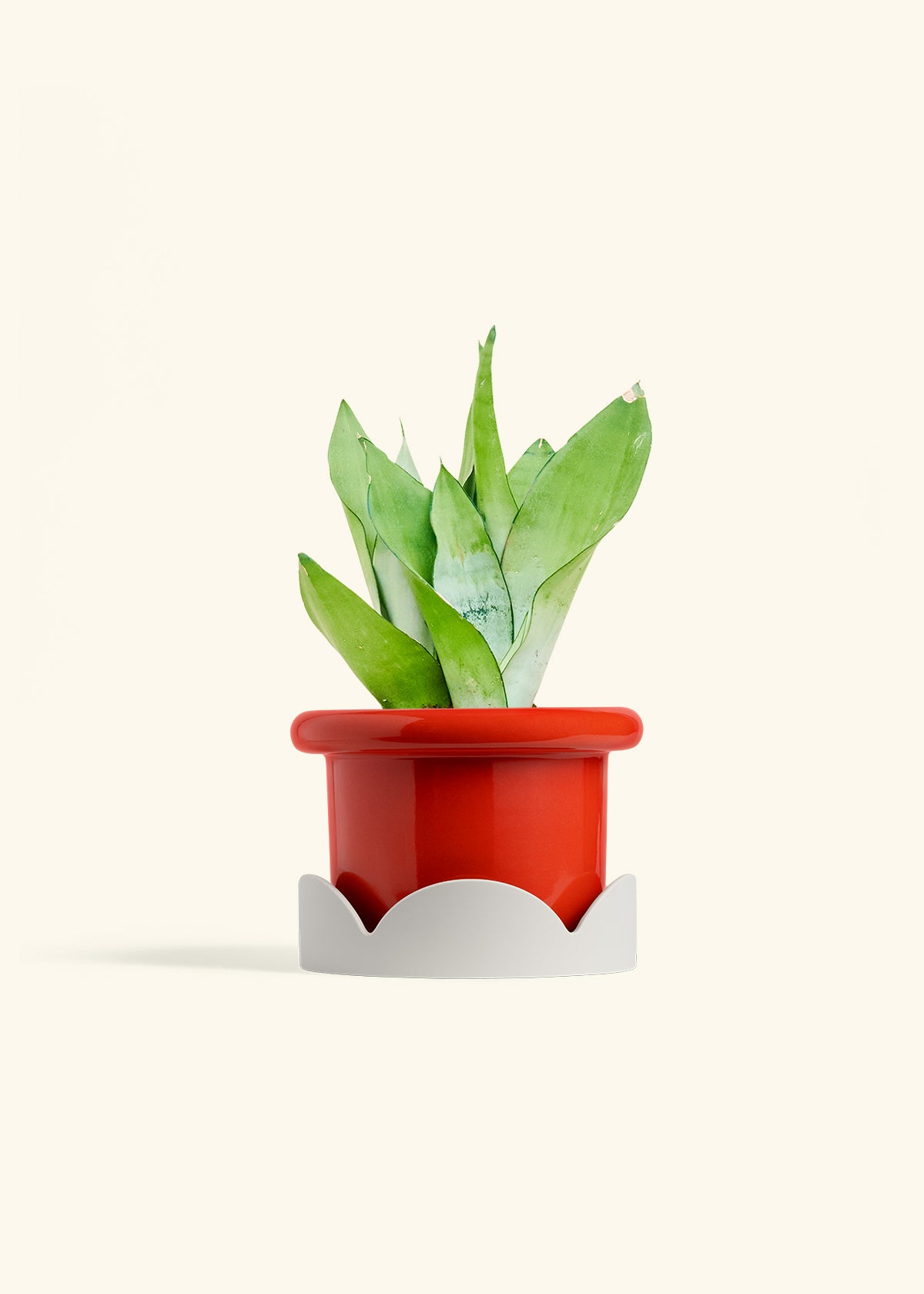 Moonshine Snake Plant in a 6 inches Fat Lip Red Planter in a Oat Petal Drip Tray