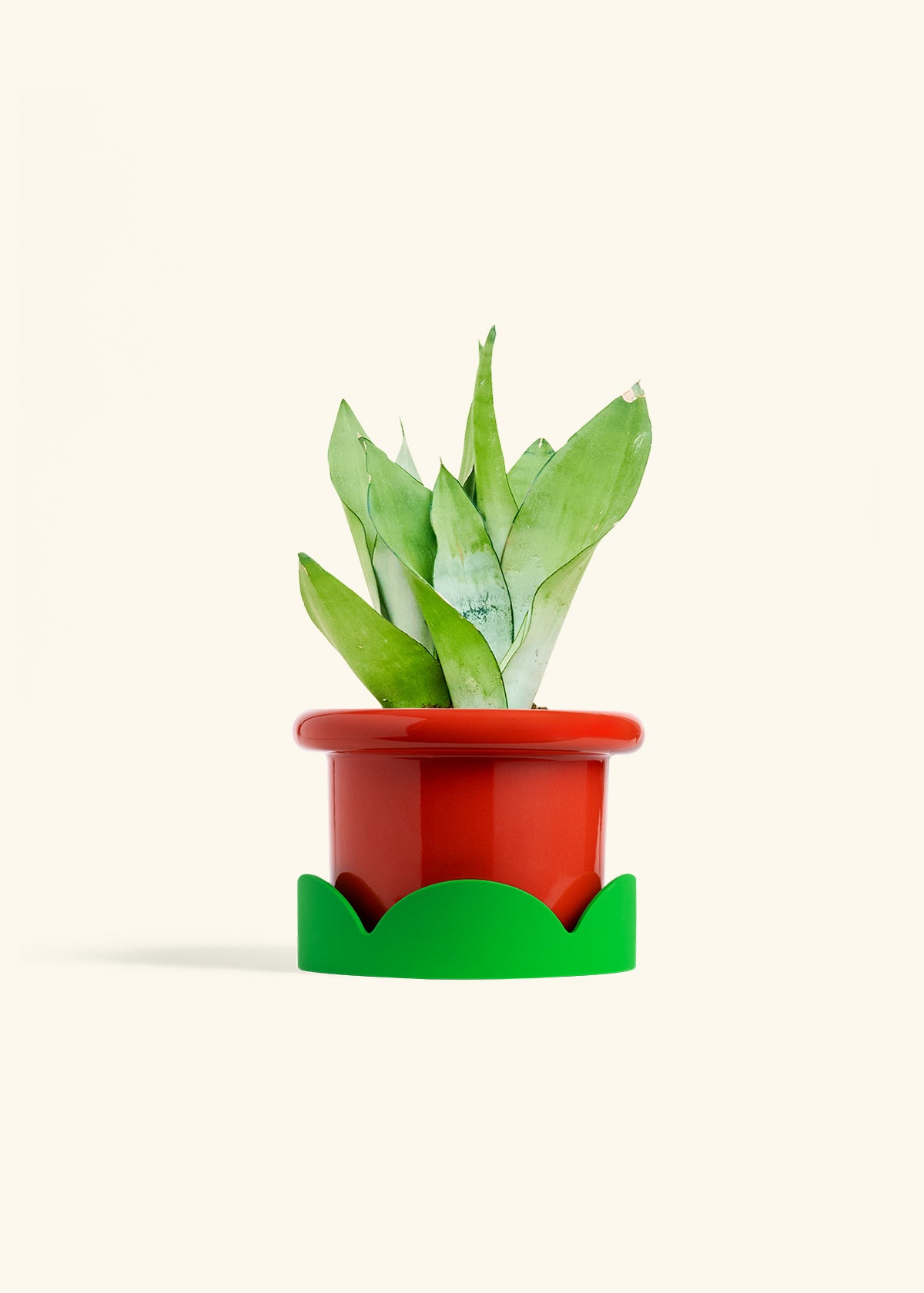 Moonshine Snake Plant in a 6 inches Fat Lip Red Planter in a Shamrock Petal Drip Tray