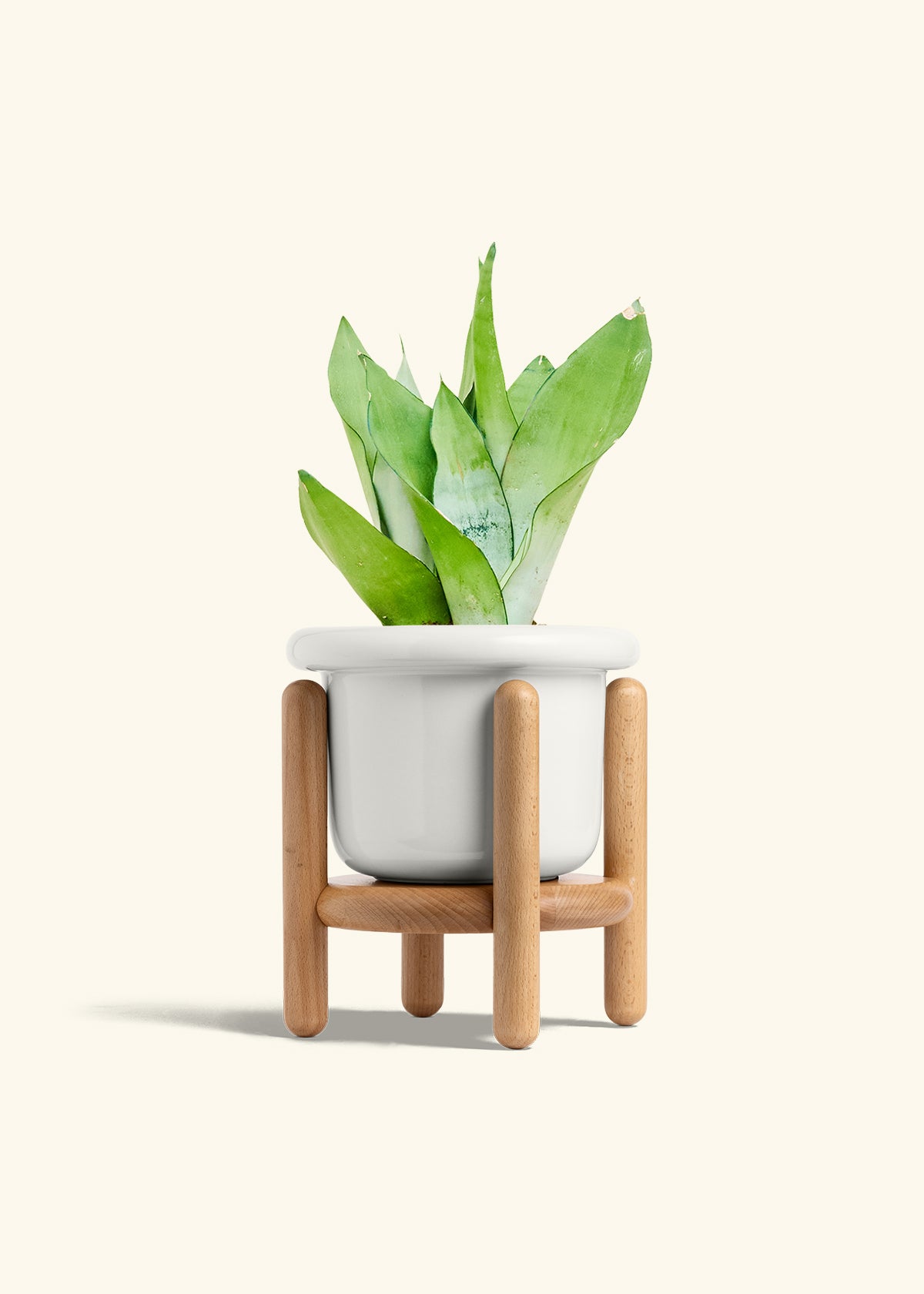 Moonshine Snake Plant in a 6 inches Fat Lip White Planter in a Beech Wood Stand