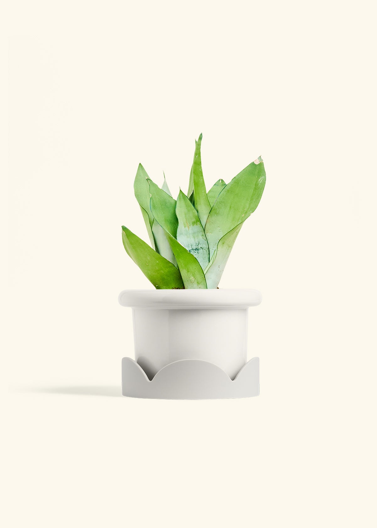 Moonshine Snake Plant in a 6 inches Fat Lip White Planter in a Oat Petal Drip Tray