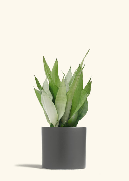 Moonshine Snake Plant in a 8 inches Charcoal Classic Cylinder Planter 