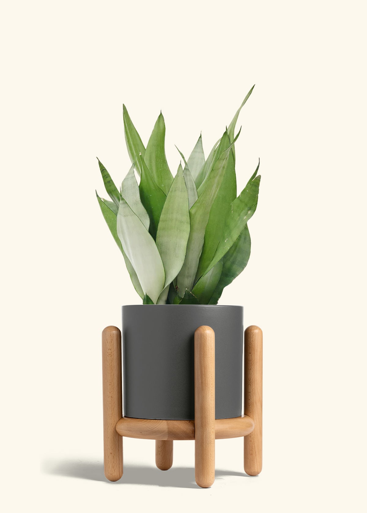 Moonshine Snake Plant in a 8 inches Charcoal Classic Cylinder Planter in a Beech Wood Stand