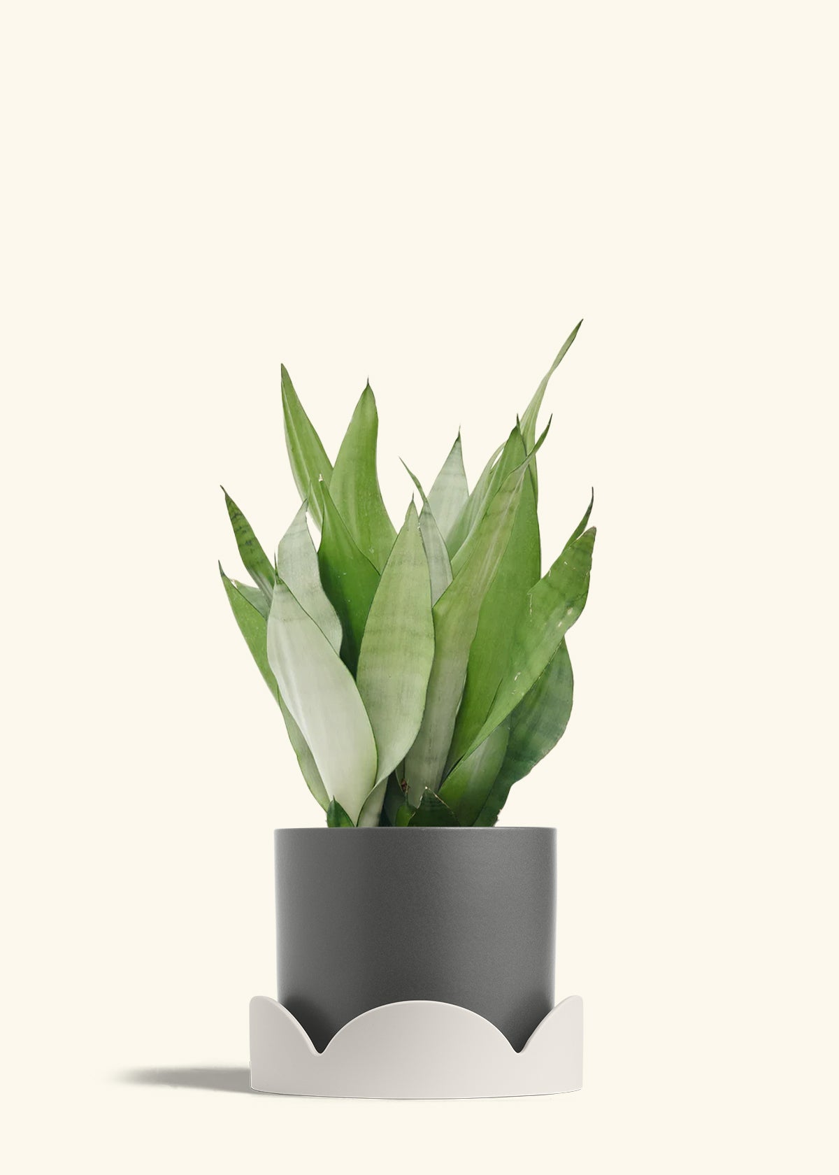 sansevieria planterina Moonshine Snake Plant
