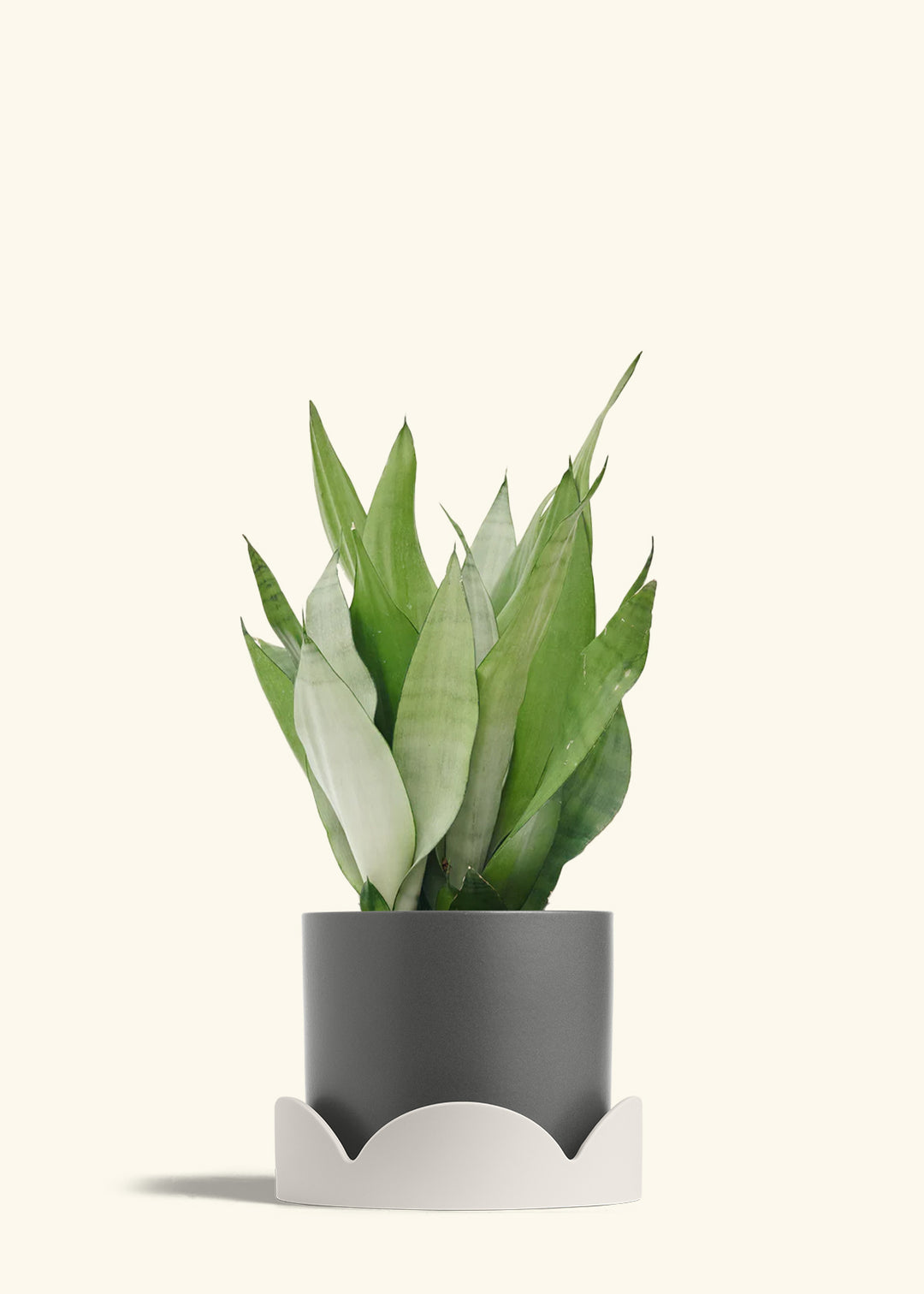 Moonshine Snake Plant in a 8 inches Charcoal Classic Cylinder Planter in a Oat Petal Drip Tray