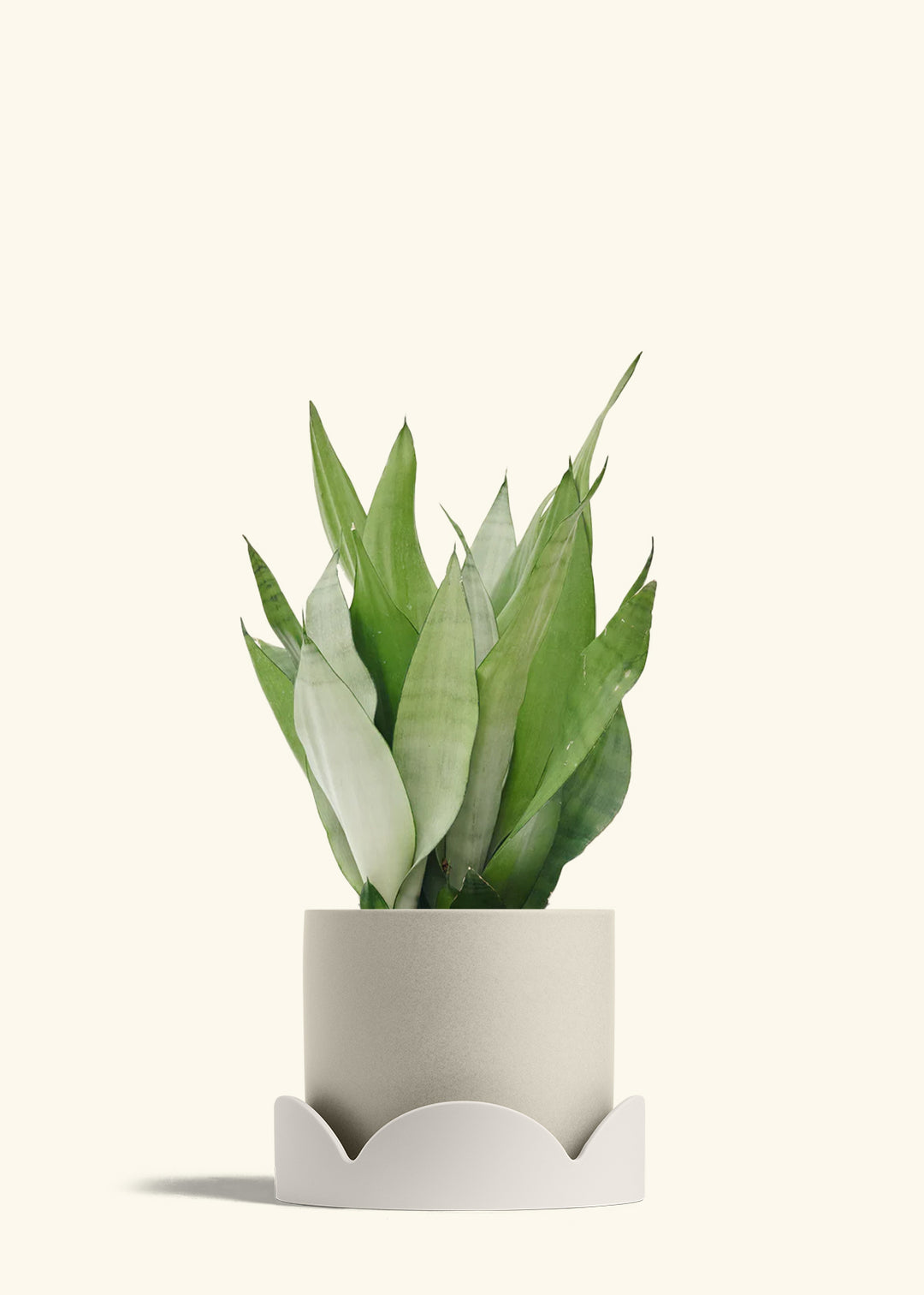 Moonshine Snake Plant in a 8 inches Oat Classic Cylinder Planter ina Oat Petal Drip Tray