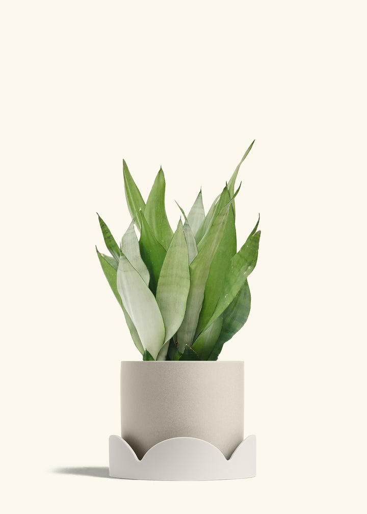 Moonshine Snake Plant in a 8 inches Oat Classic Cylinder Planter ina Oat Petal Drip Tray