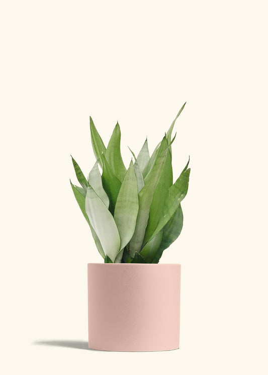 Moonshine Snake Plant in a 8 inches Pink Classic Cylinder Planter 