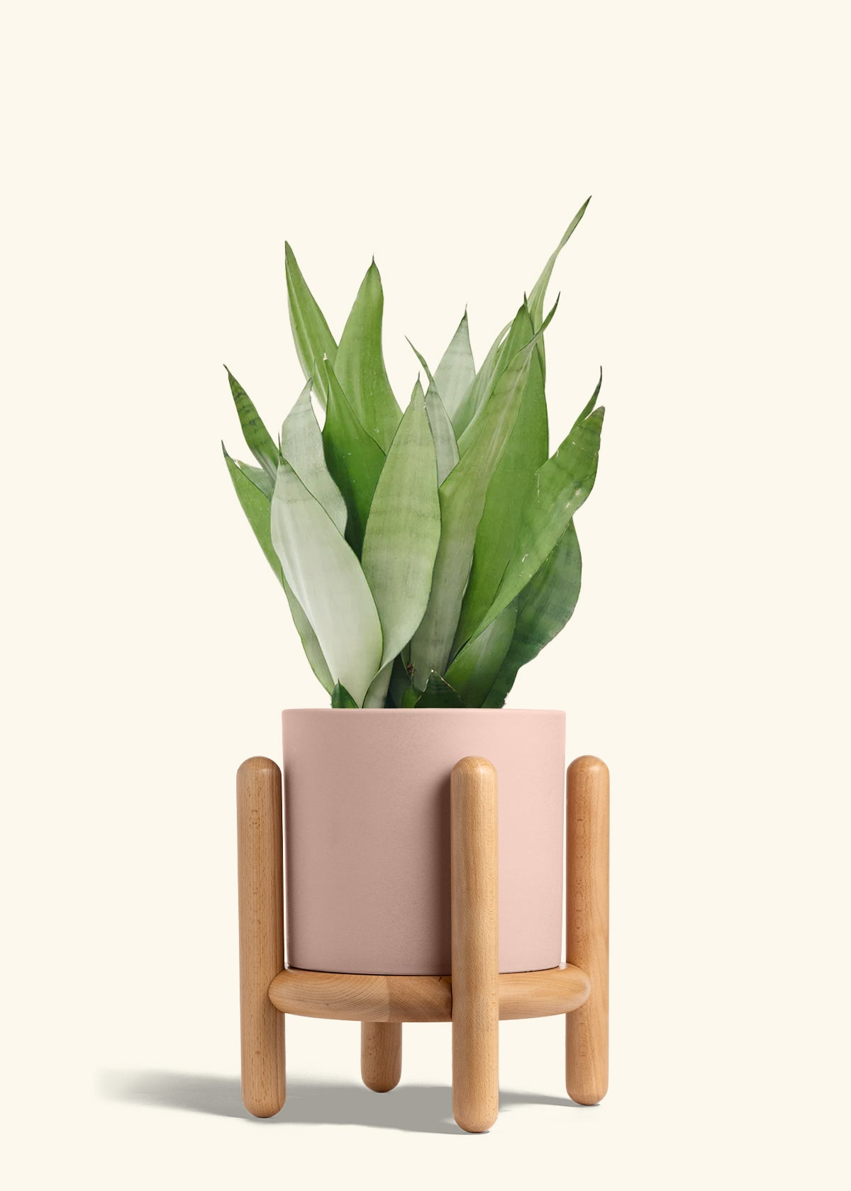 Moonshine Snake Plant in a 8 inches Pink Classic Cylinder Planter in a Beech Wood Stand