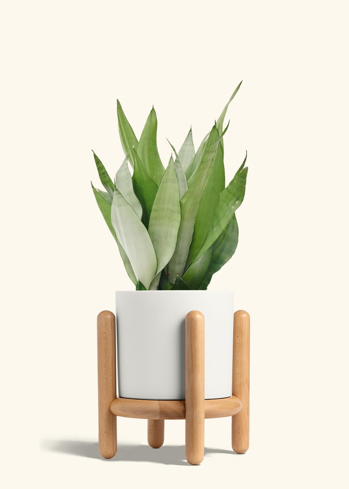 Moonshine Snake Plant in a 8 inches White Classic Cylinder Planter in a Beech Wood Stand