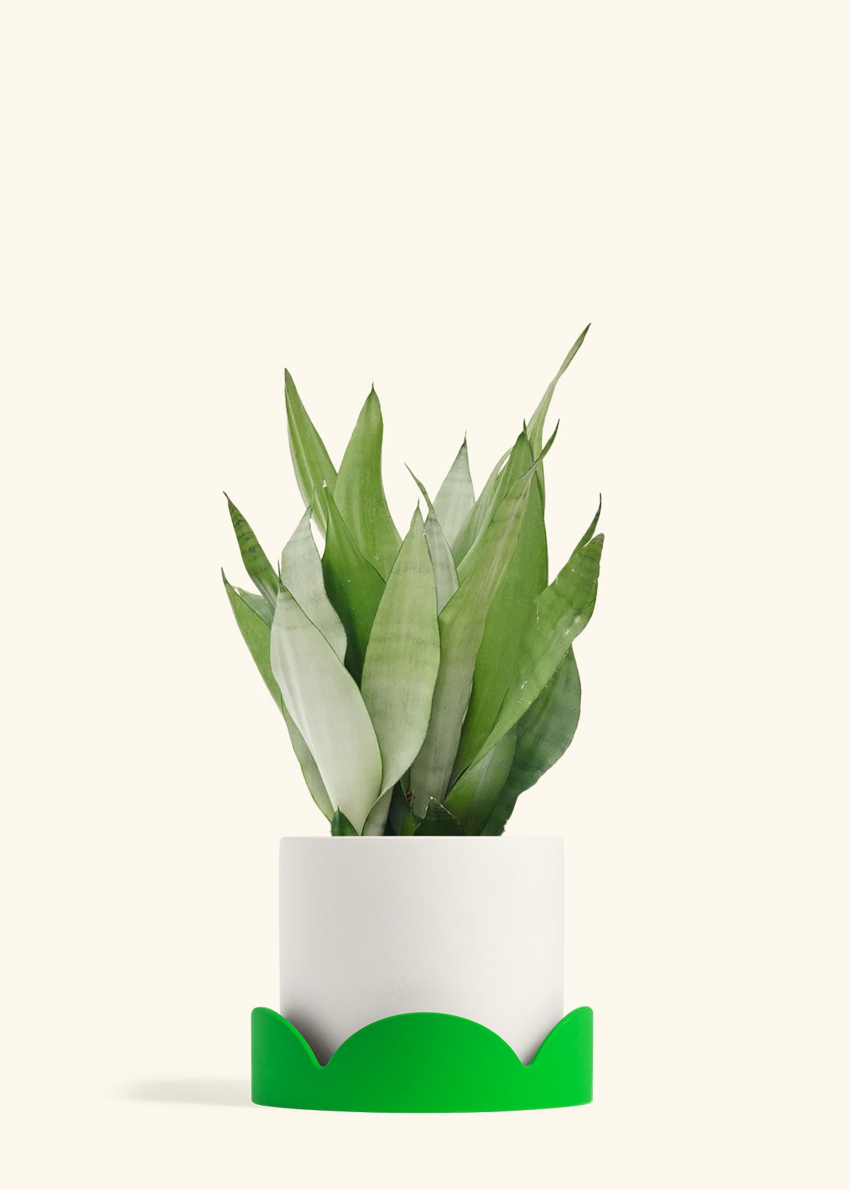 dwarf moonshine snake plant Moonshine Snake Plant