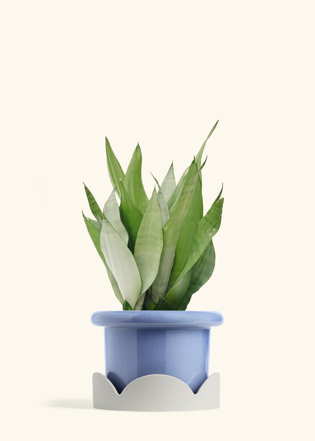 moonshine snake plant singapore Moonshine Snake Plant